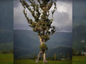 “Drvo koje hoda” – novozelandsko stablo godine