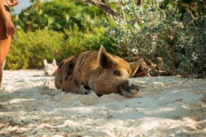 NA BAHAMIMA POSTOJI PLAŽA KOJA JE POZNATA PO DIVLJIM SVINJAMA KOJE UŽIVAJU U SUNCU, MORU I PIJESKU